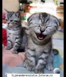 :rotfl:  ce idee noua si stralucita  :rotfl: animal .....
